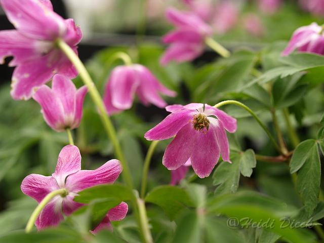 Anemone nem Isabell.jpg - Anemone nemorosa Isabell